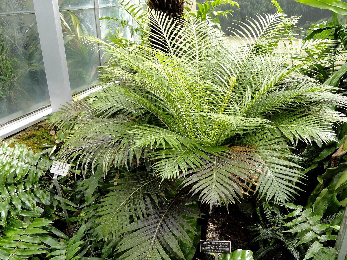 Блехнум бразильский (Blechnum brasiliense)