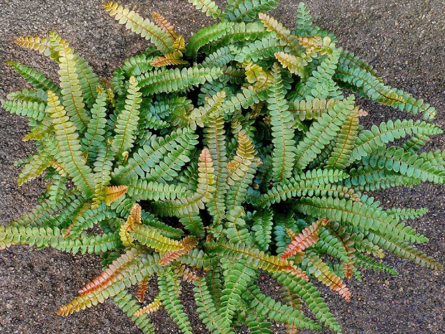 Блехнум перисто-морской (Blechnum Penna-marina)