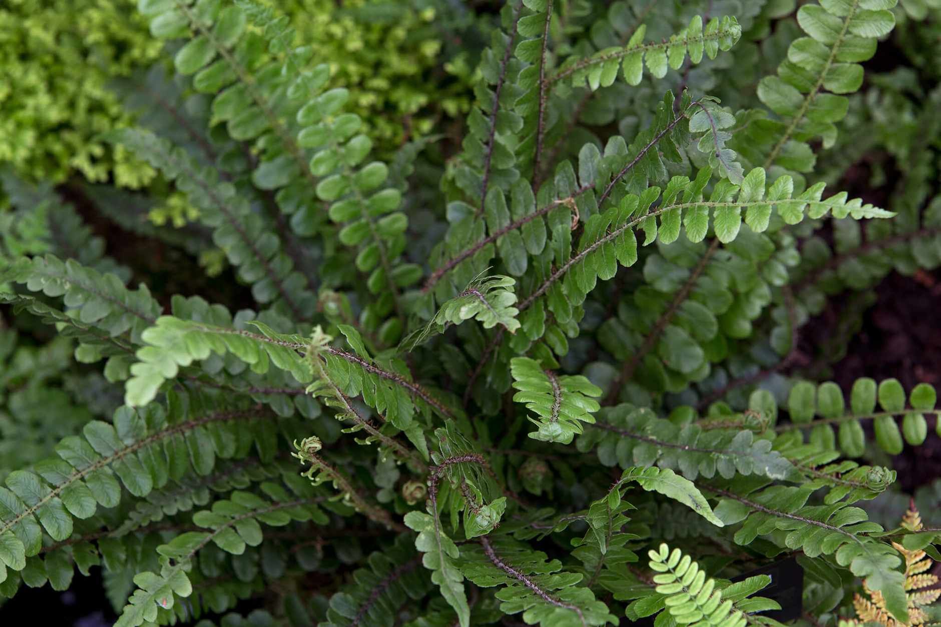 Блехнум речной (Blechnum fluviatile)