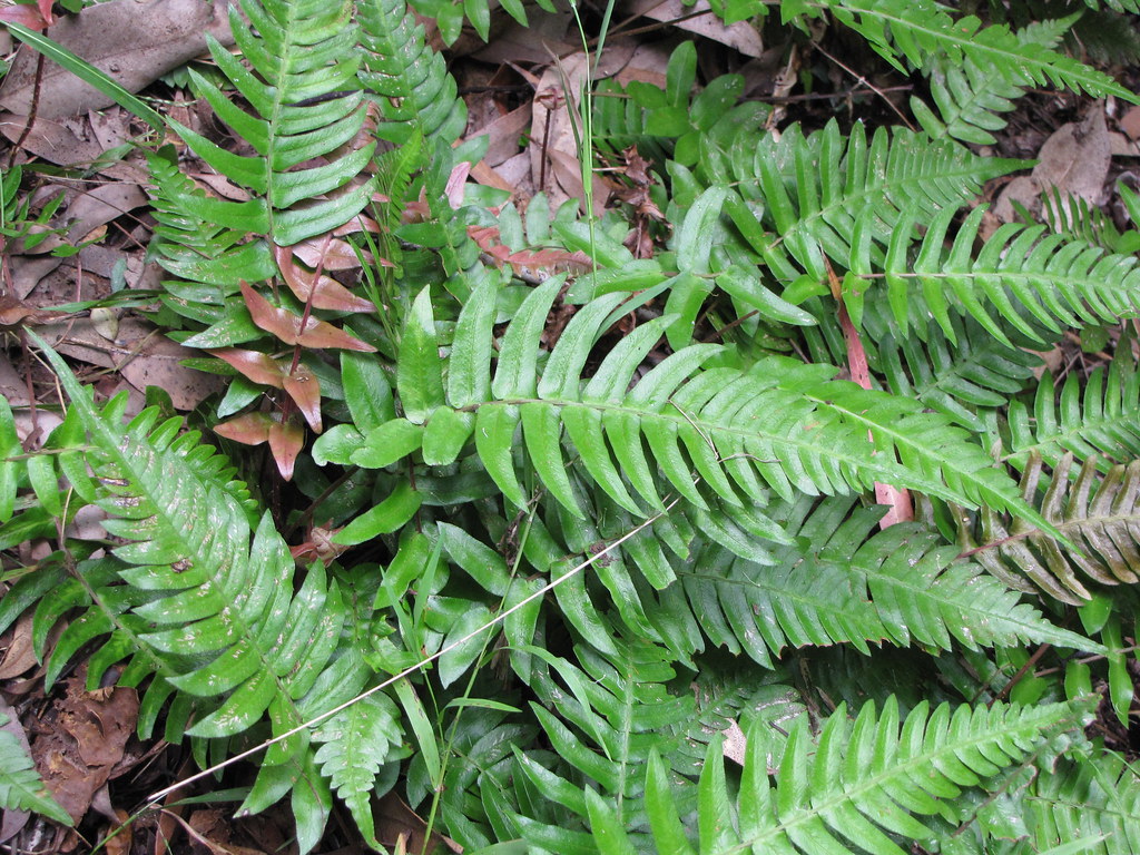 Блехнум западный (Blechnum occidentale)