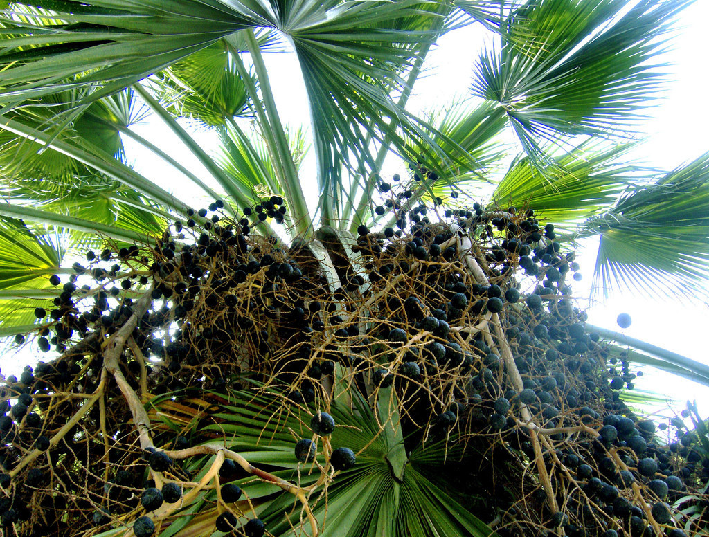 Брахея съедобная (Brahea edulis)