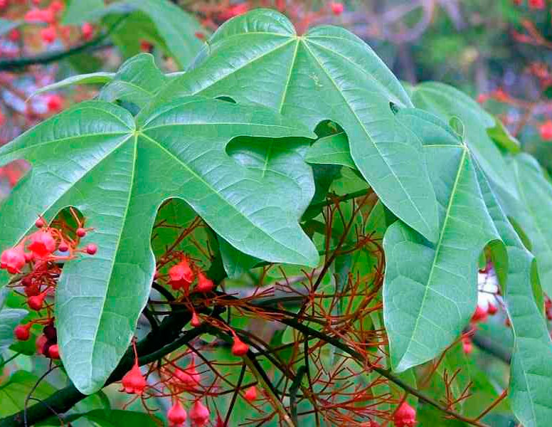 Брахихитон кленолистный (Brachychiton acerifolius)