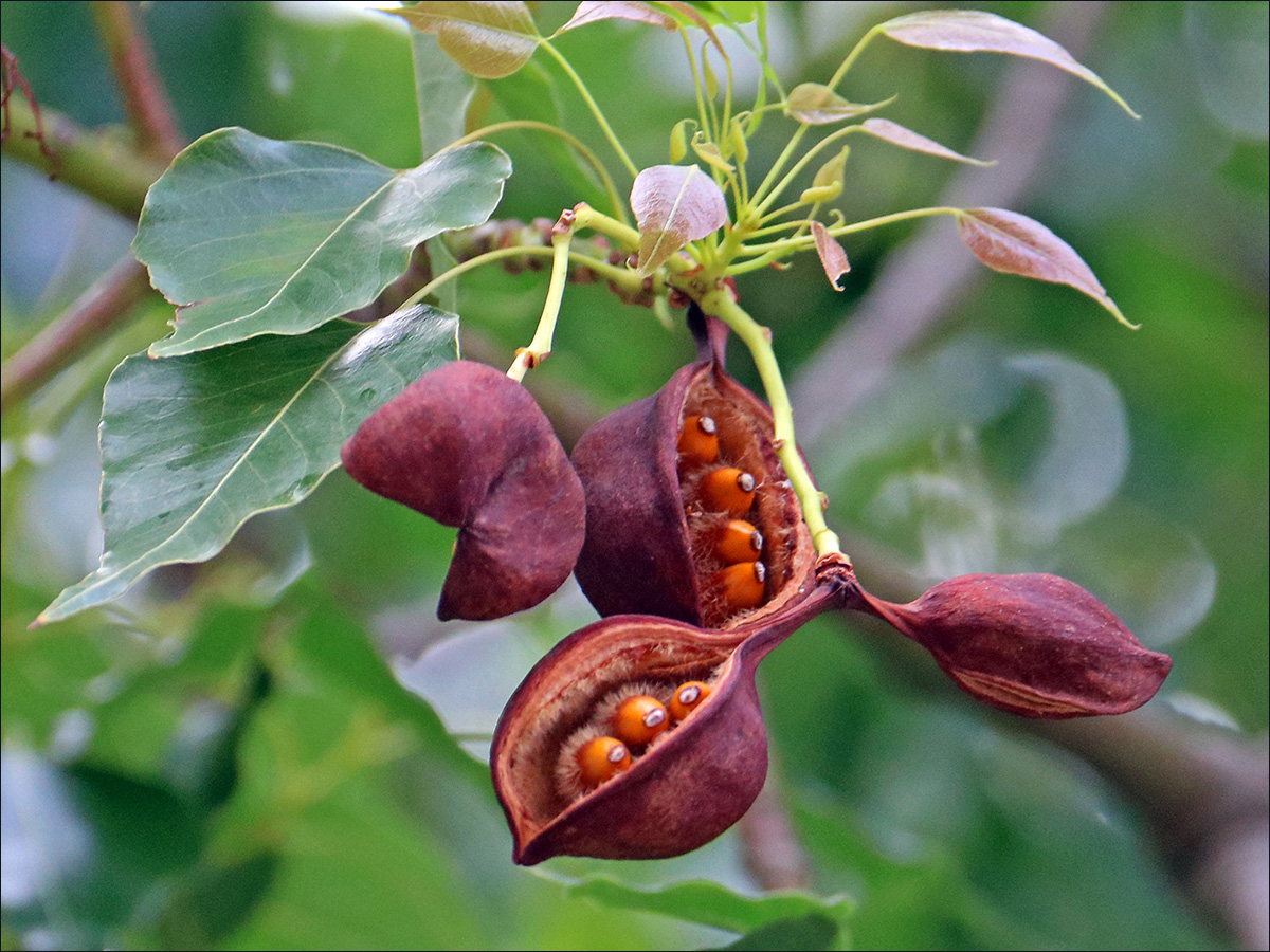 Брахихитон разнолистный (Brachychiton populneus)