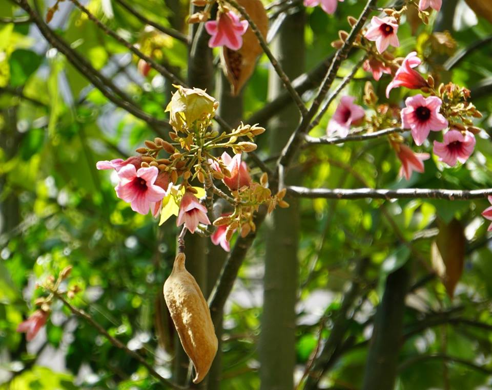 Брахихитон разноцветный (Brachychiton discolor)