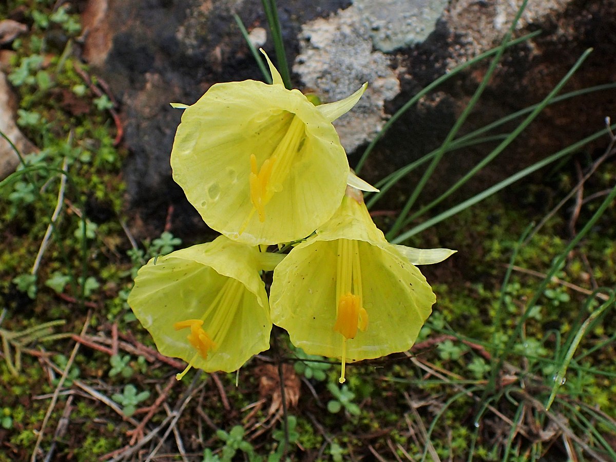 Бульбокодиум гибриды (Bulbocodium Hybrids)