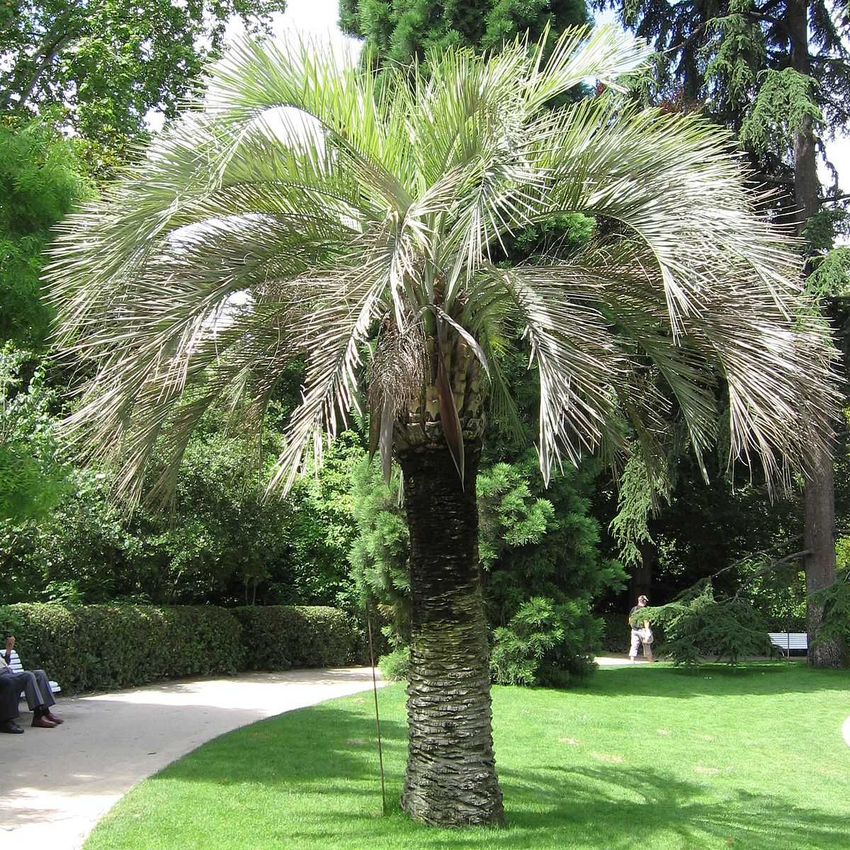 Бутия головчатая (Butia capitata)