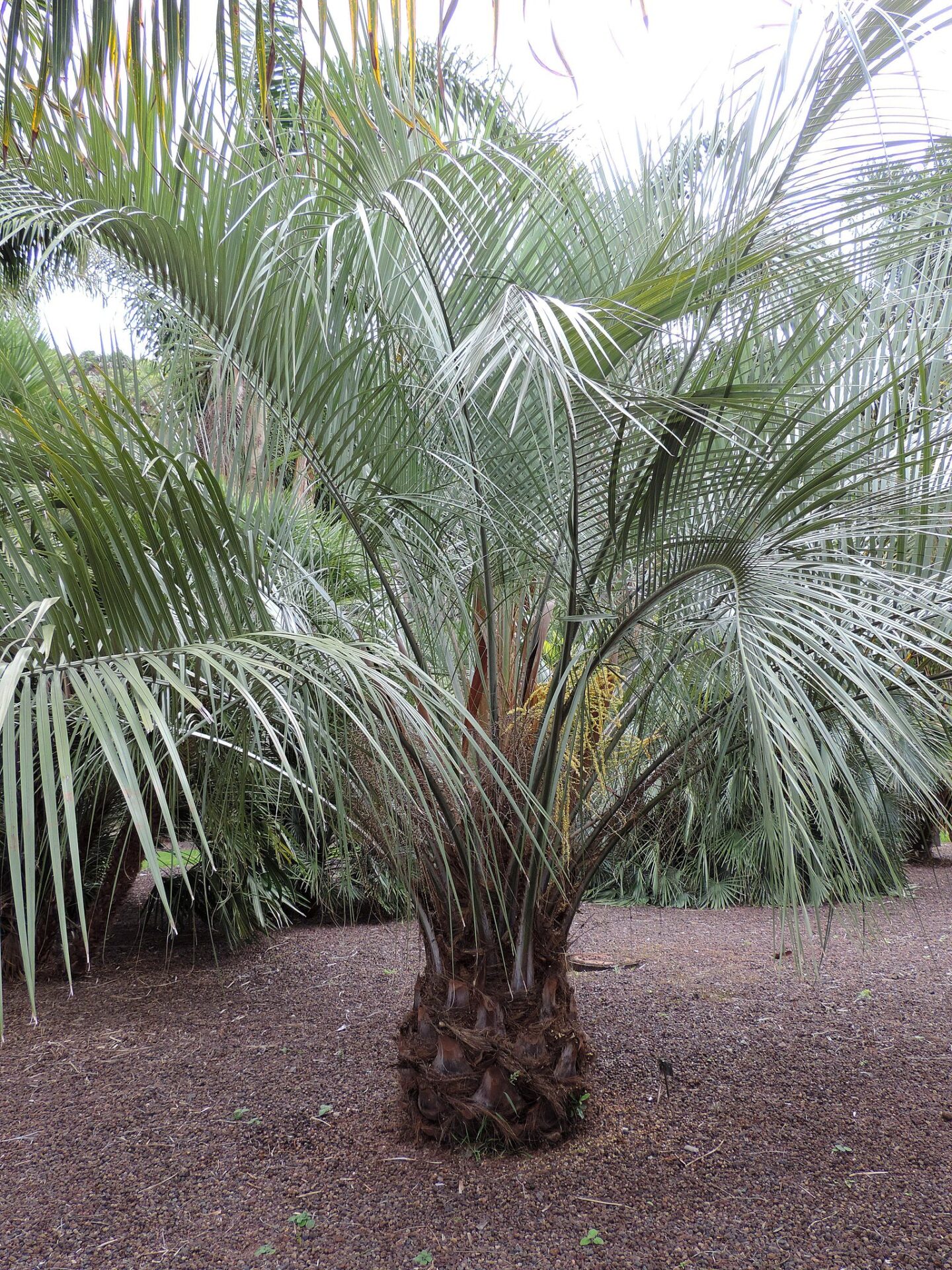 Бутия волосистопокровная (Butia eriospatha)