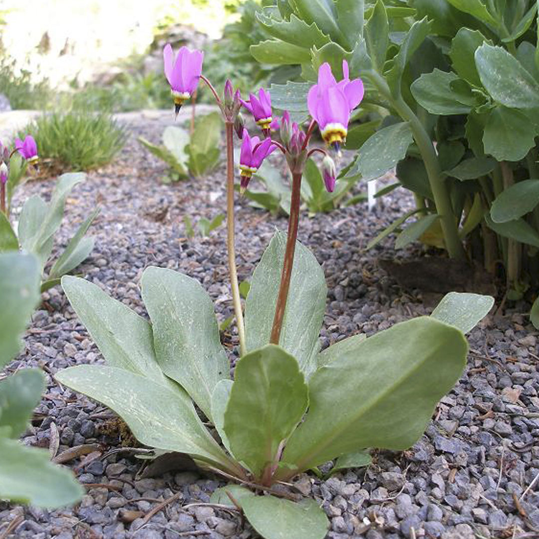 Додекатеон Альпийский (Dodecatheon alpinum)