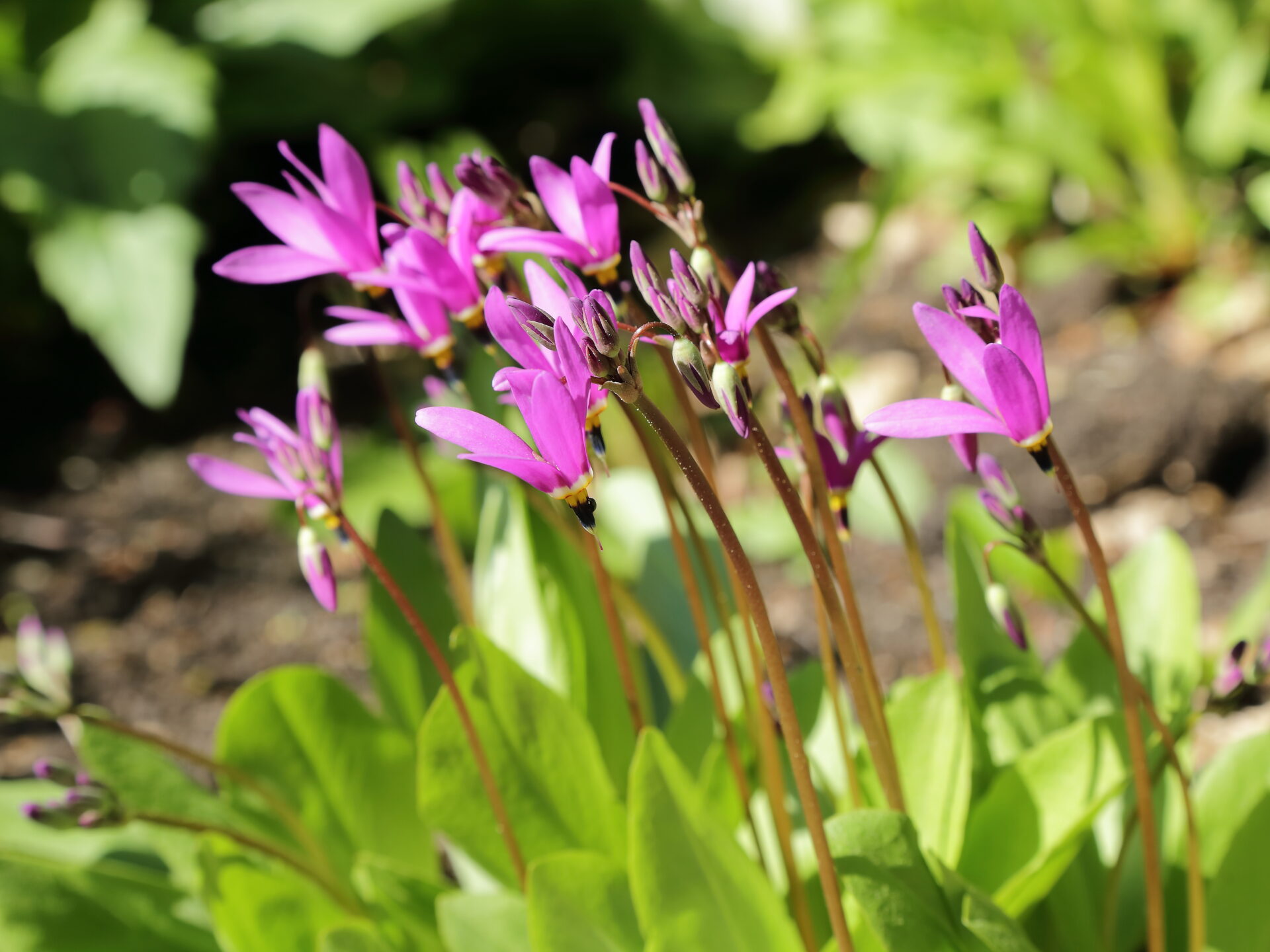 Додекатеон Ароматный (Dodecatheon redolens)