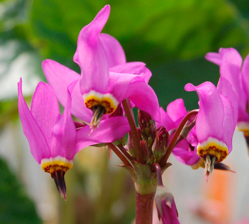 Додекатеон Джеффри (Dodecatheon jeffreyi)