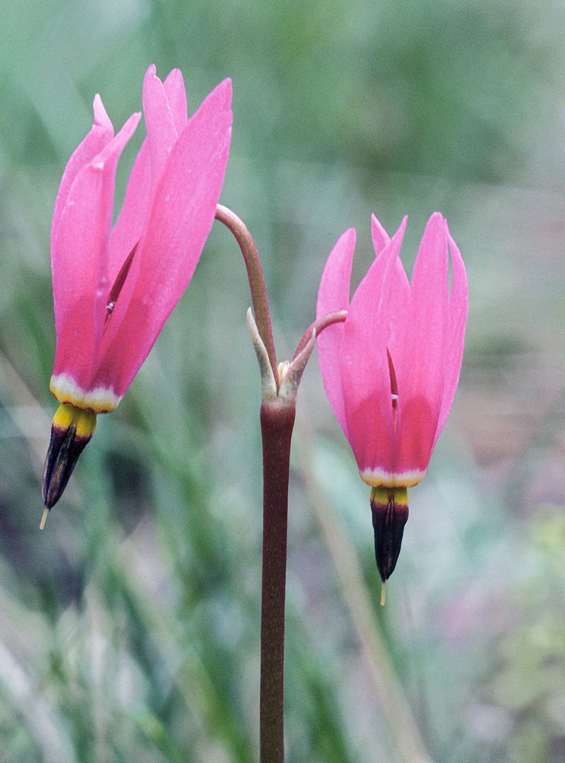 Додекатеон Хендерсона (Dodecatheon hendersonii)