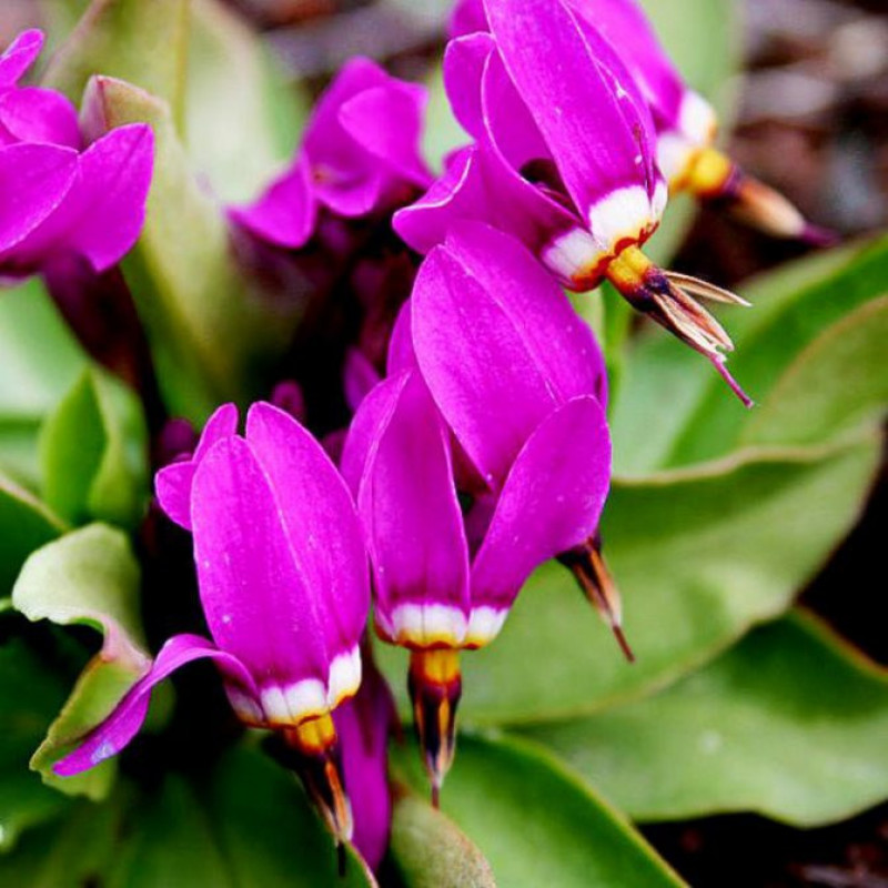 Додекатеон Красивенький (Dodecatheon pulchellum)