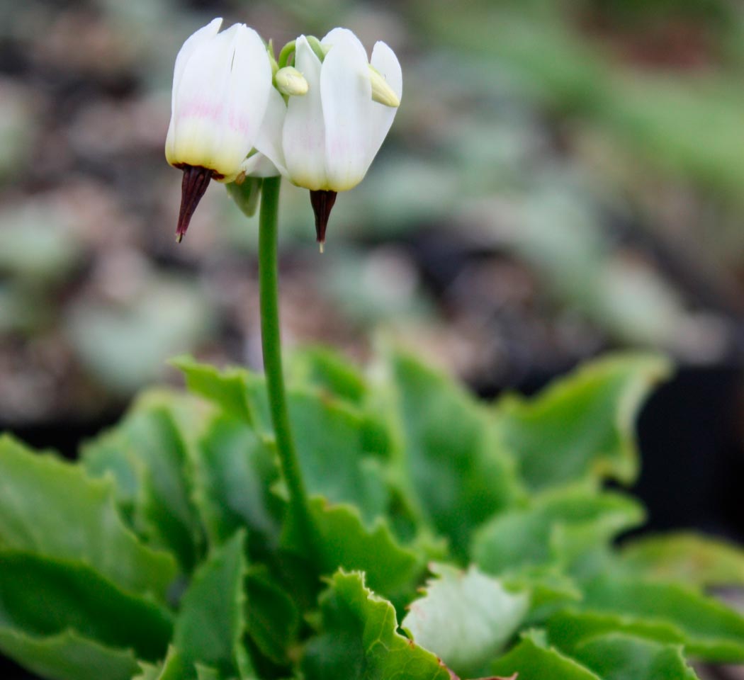 Додекатеон Зубчатый (Dodecatheon dentatum)