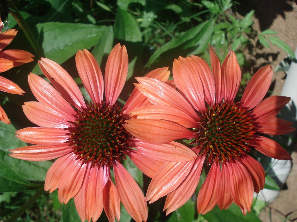 Эхинацея Сансет (Echinacea x sunset)