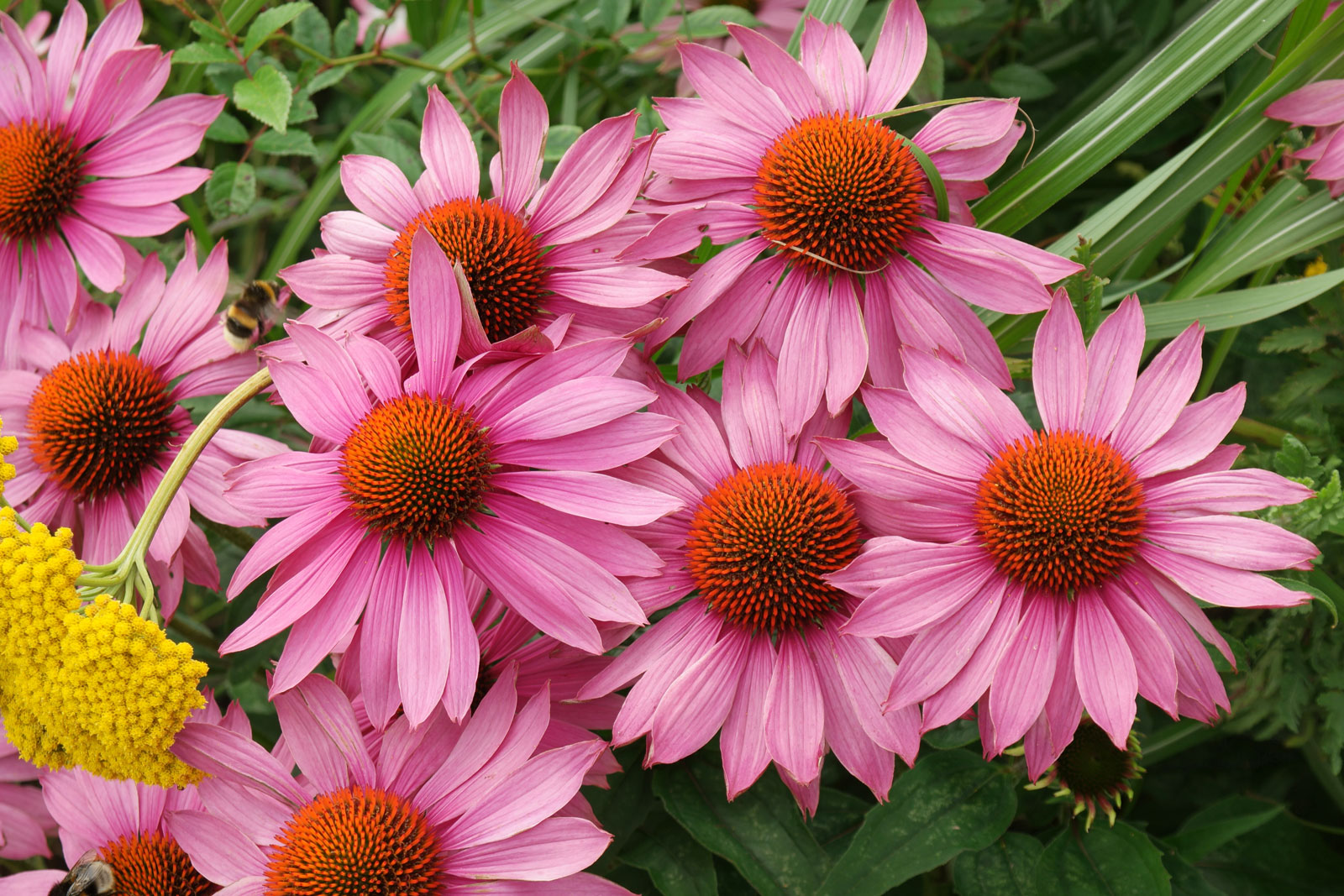 Эхинацея пурпурная (Echinacea purpurea)