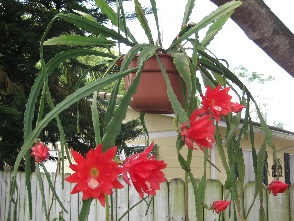 Эпифиллум Аккермана (Epiphyllum ackermanii)