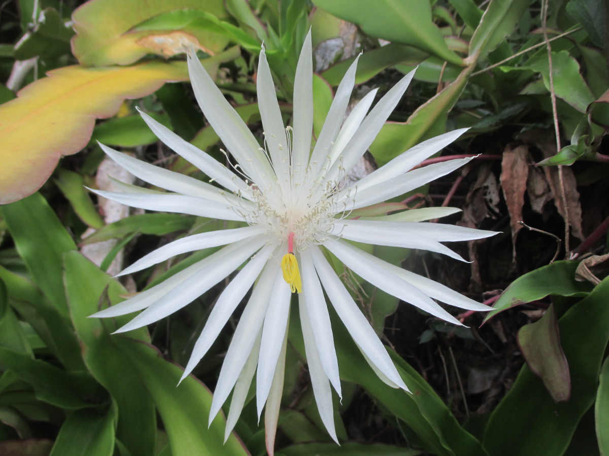 Эпифиллум Хукера (Epiphyllum hookeri), или остролепестный