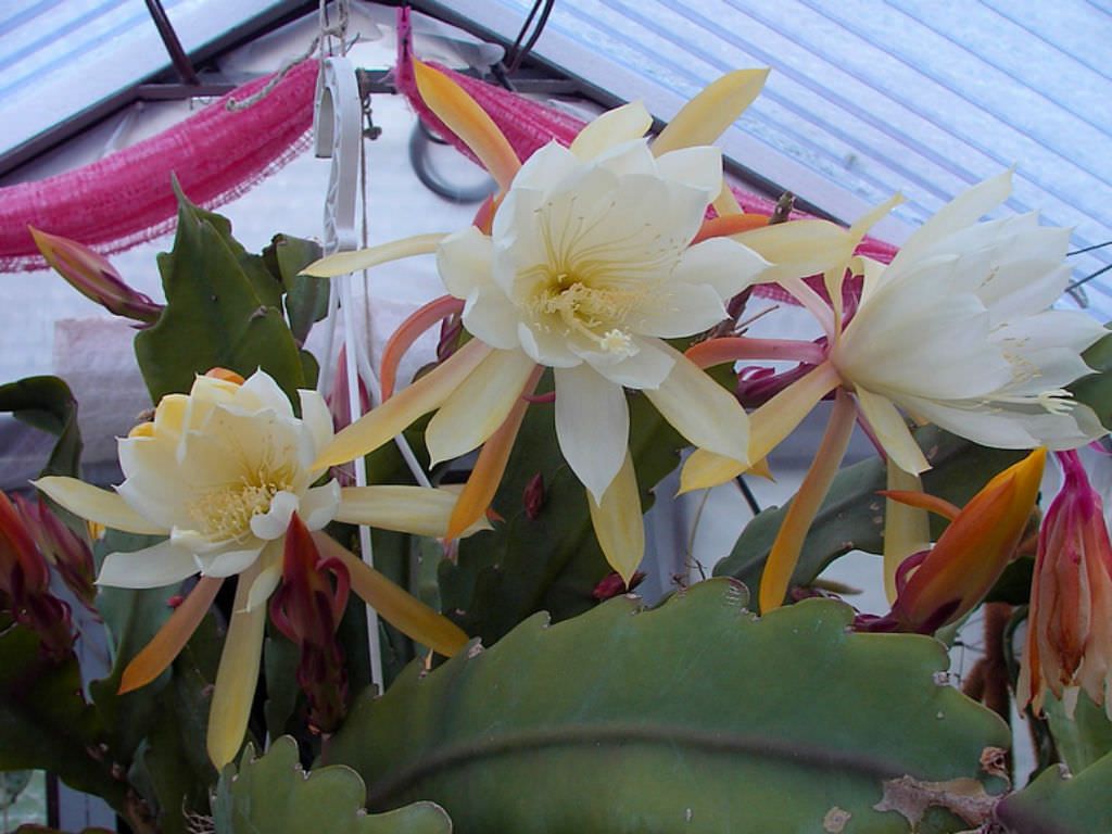 Эпифиллум Лау (Epiphyllum laui)