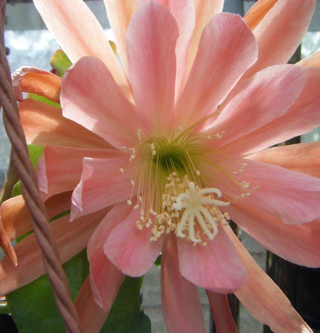 Эпифиллум Томаса (Epiphyllum thomasianum)