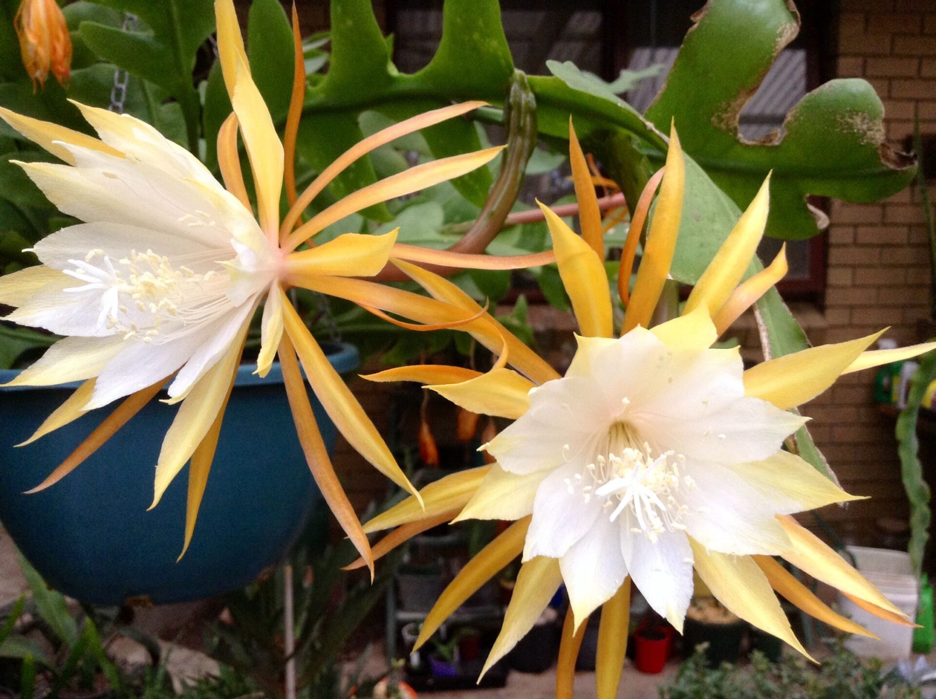 Эпифиллум ангулигер (Epiphyllum anguliger), или угловатый