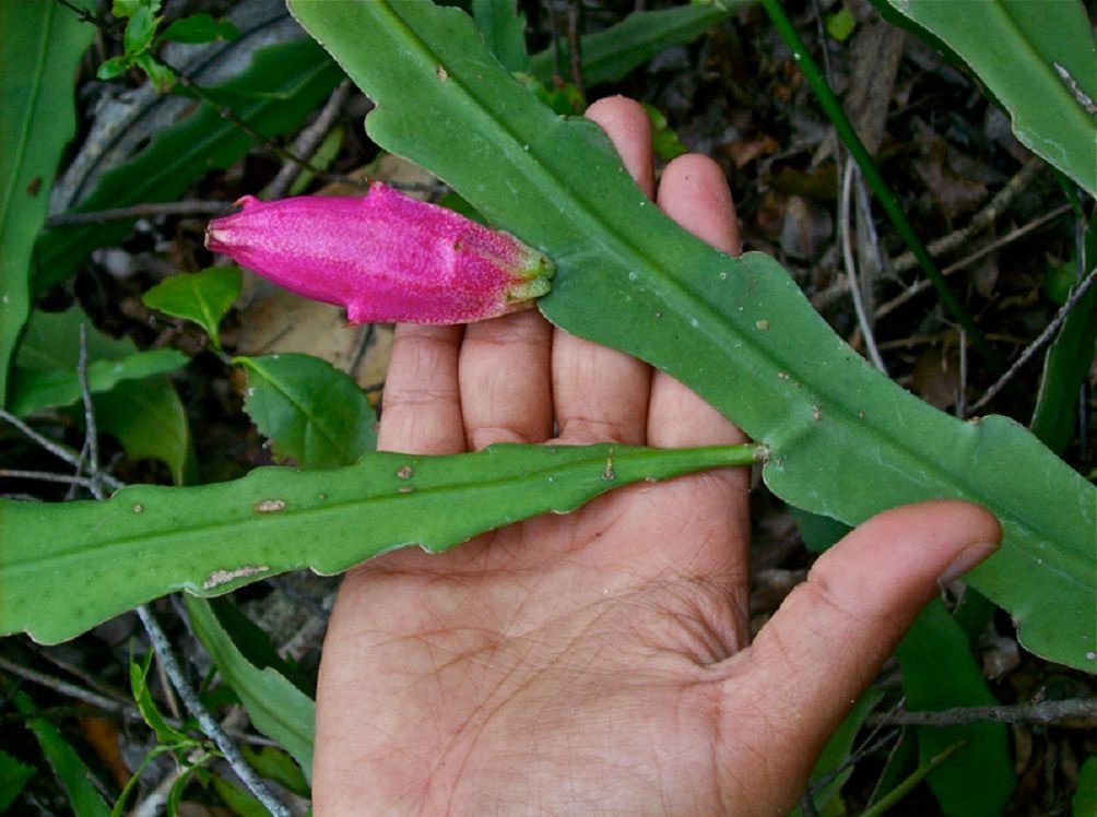 Эпифиллум филлантус (Epiphyllum phyllanthus)