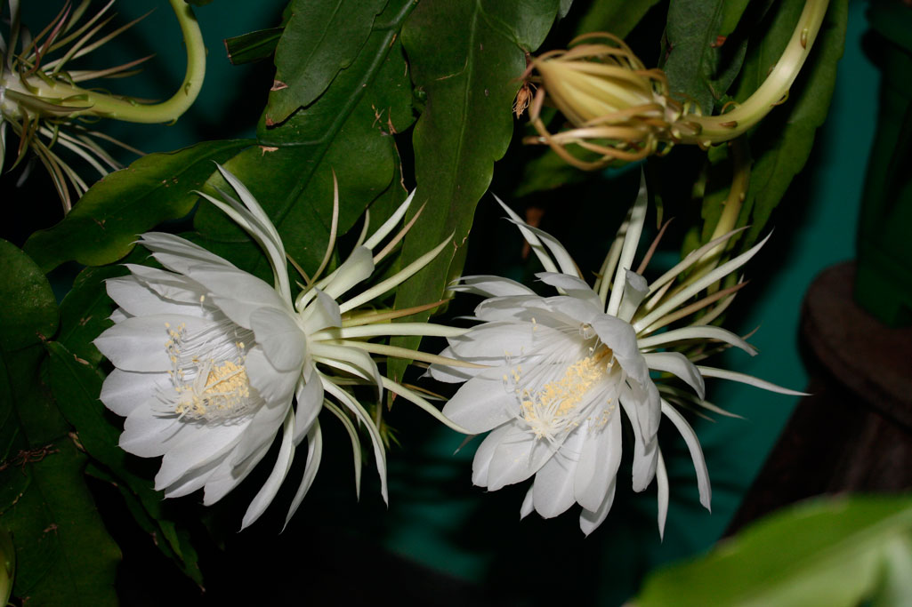 Эпифиллум оксипеталум (Epiphyllum oxypetalum), или кислолепестный