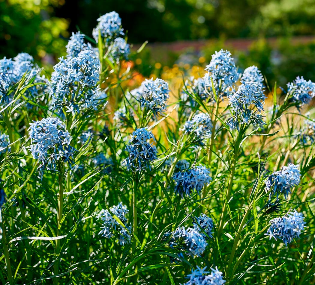 Эрнст Пэйжделс (Amsonia Ernst Pagels)