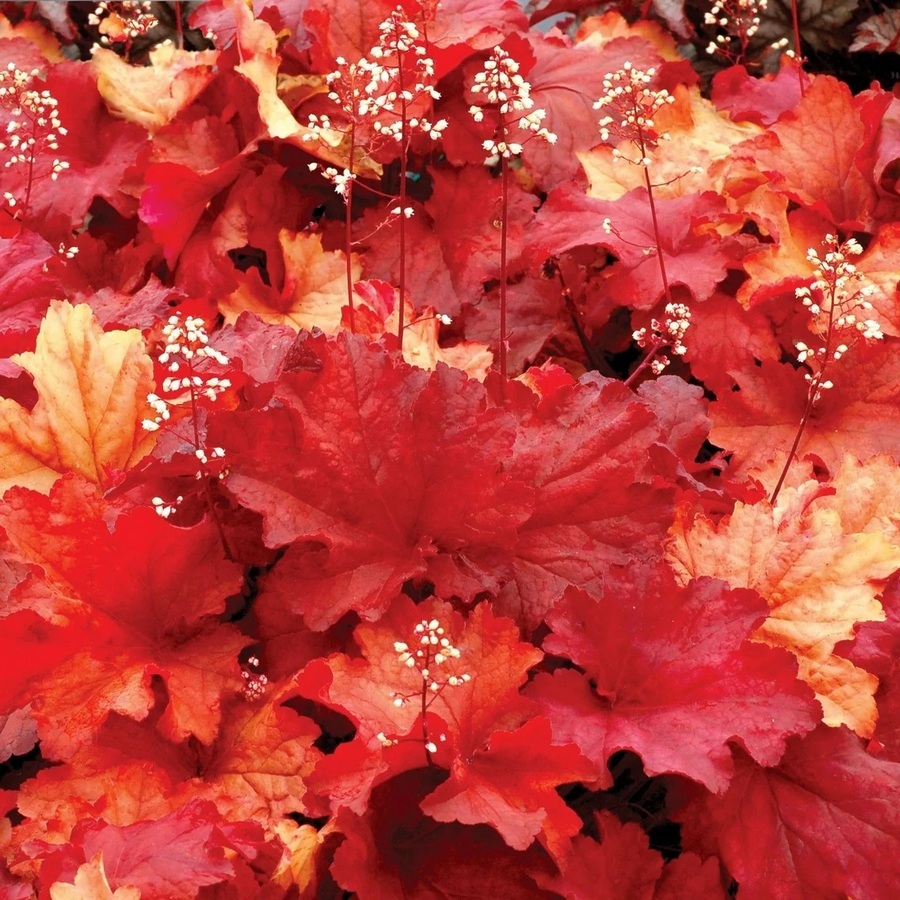 Гейхера гибридная (Heuchera hybrida)