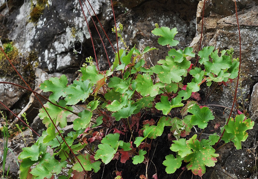 Гейхера крыжовниковолистная (Heuchera grossulariifolia)