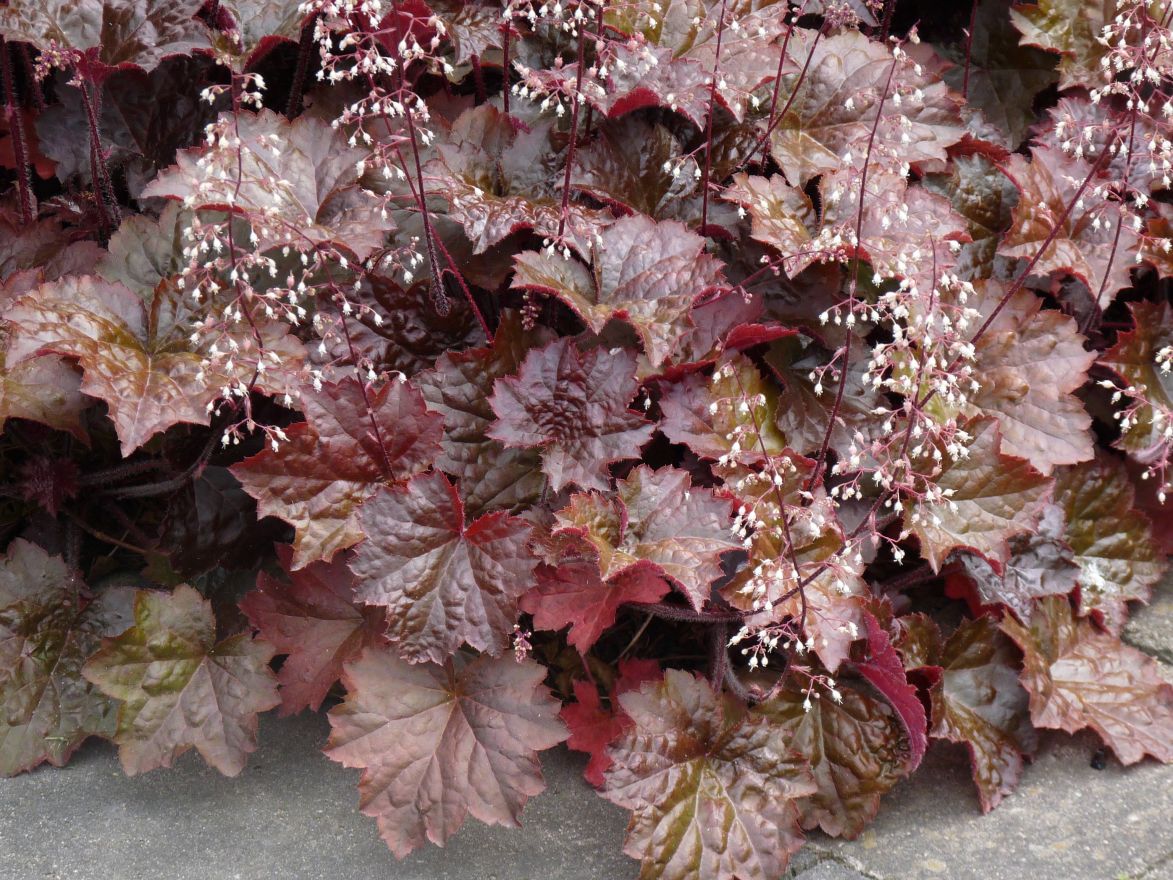 Гейхера мелкоцветковая (Heuchera micrantha)