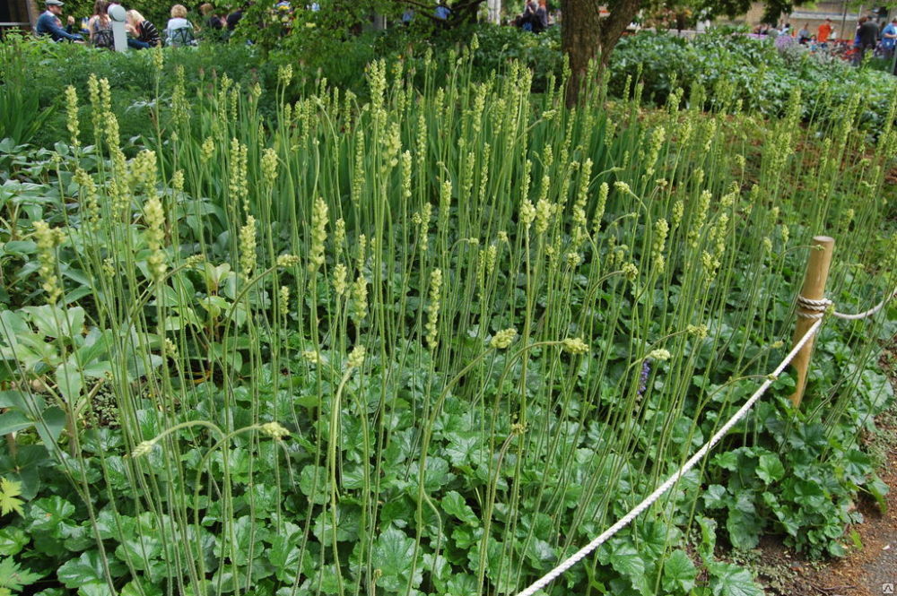 Гейхера цилиндрическая (Heuchera cylindrica)