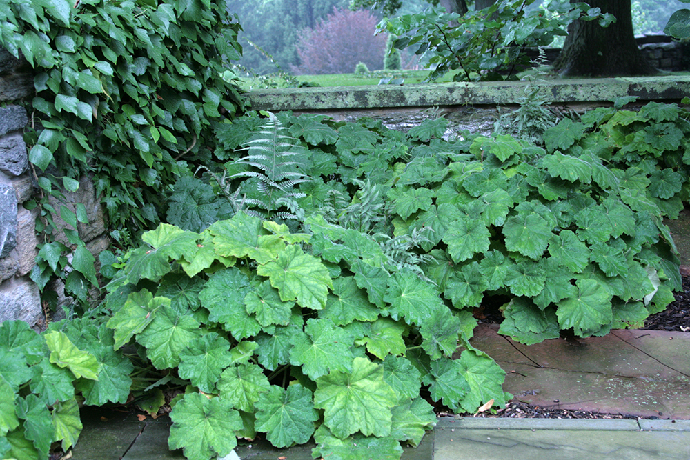 Гейхера волосистая (Heuchera villosa)