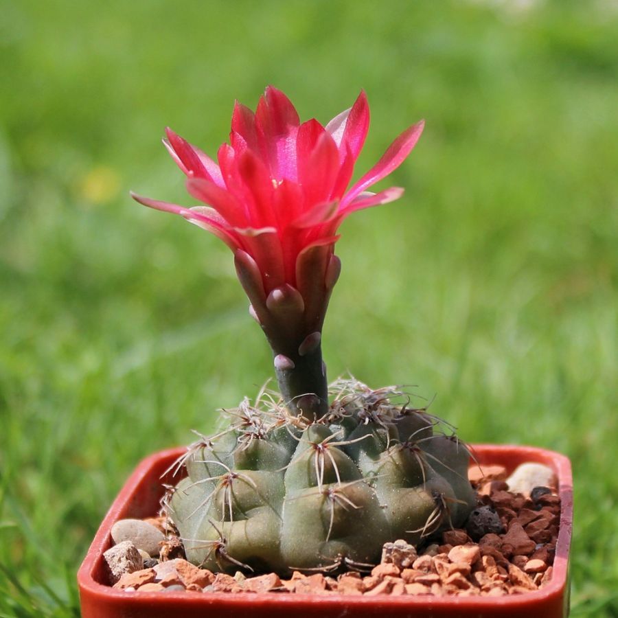 Гимнокалициум Бальда (Gymnocalycium baldianum)