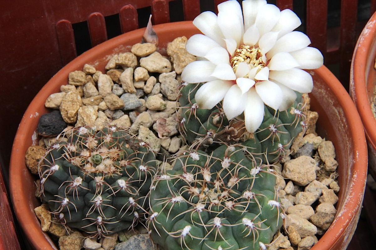 Гимнокалициум Квеля (Gymnocalycium quehlianum)