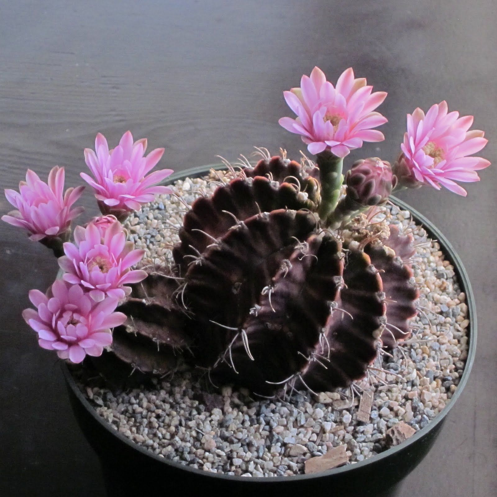 Гимнокалициум Михановича (Gymnocalycium mihanovichii)