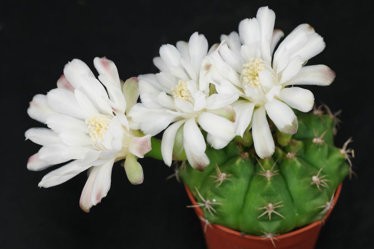 Гимнокалициум анизитси (Gymnocalycium anisitsii)