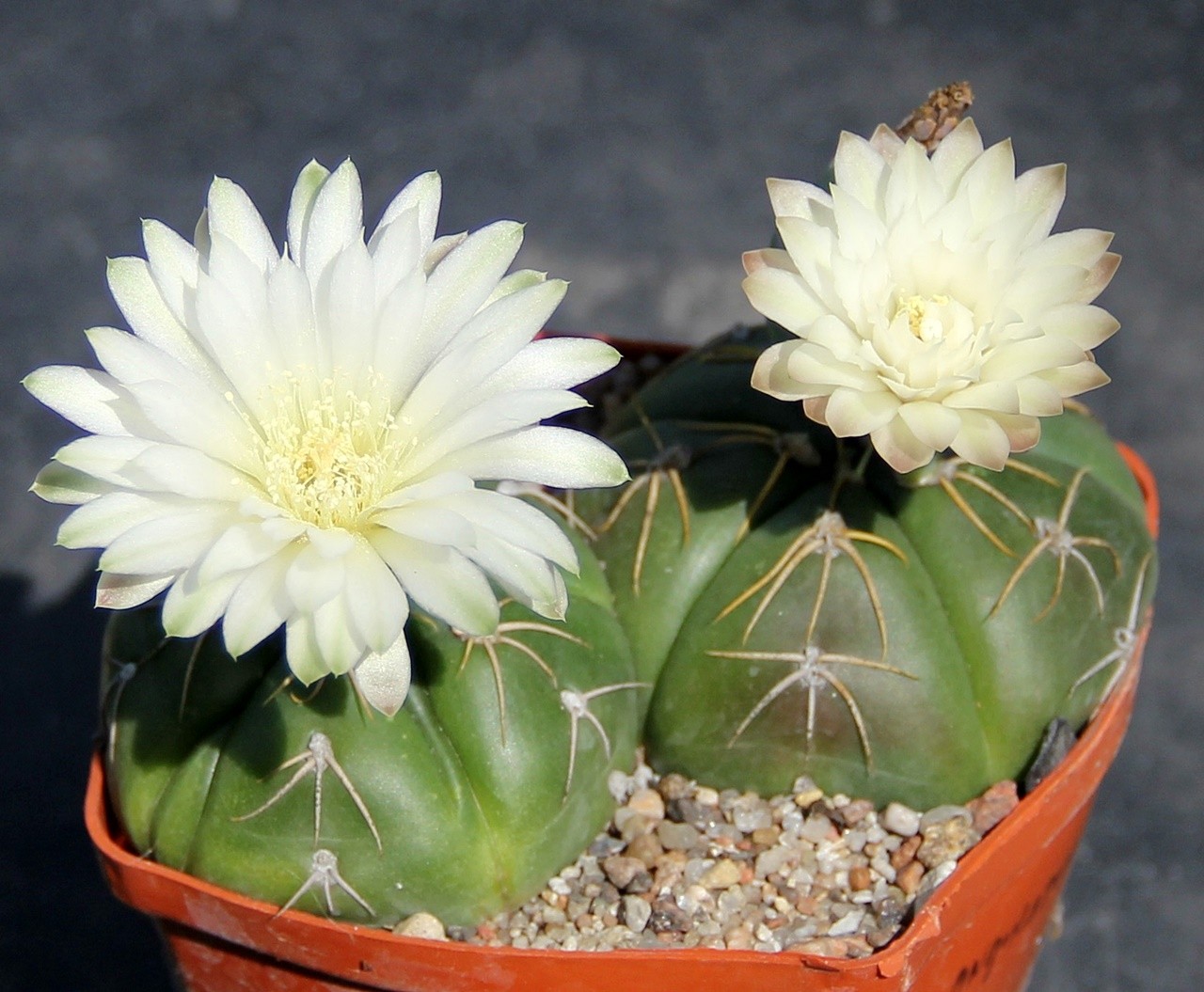 Гимнокалициум голый (Gymnocalycium denudatum)