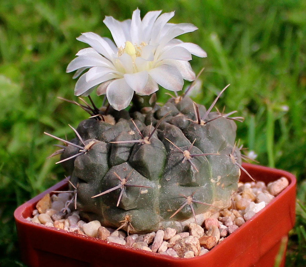 Гимнокалициум горбатый (Gymnocalycium gibbosum)