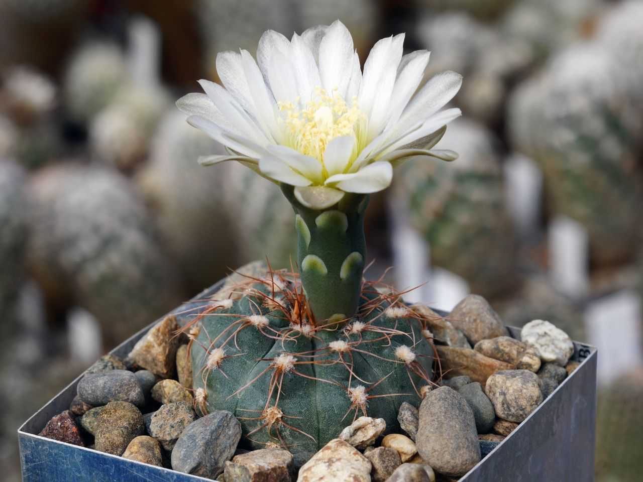 Гимнокалициум крохотный (Gymnocalycium parvulum)