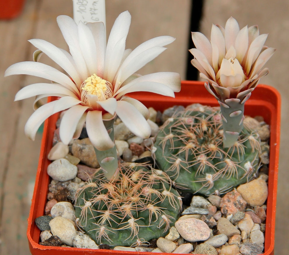 Гимнокалициум мелкоцветный (Gymnocalycium leptanthum)