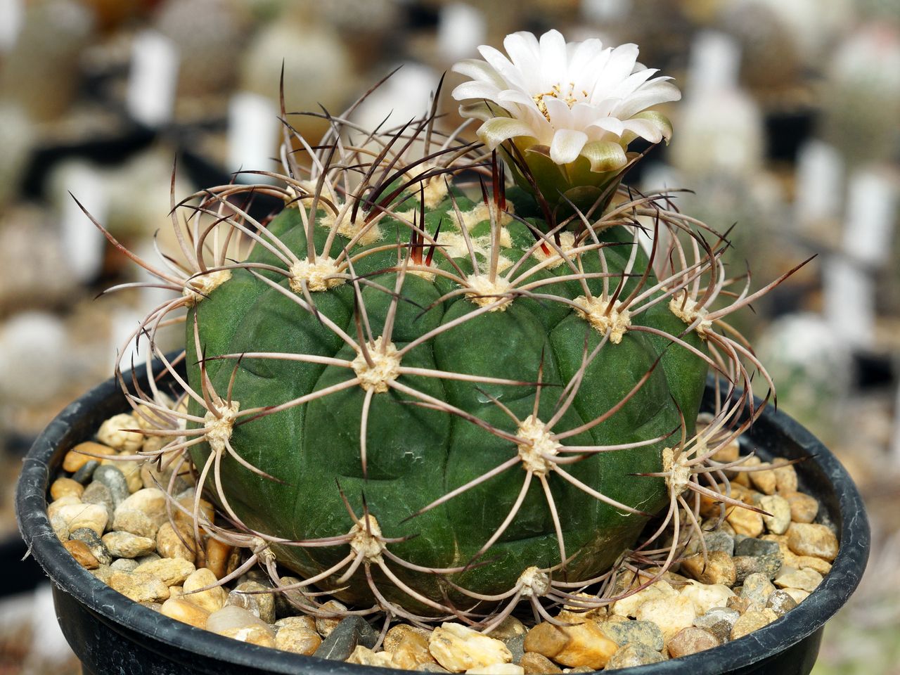 Гимнокалициум саглионис (Gymnocalycium saglionis), или гимнокалициум Сальо