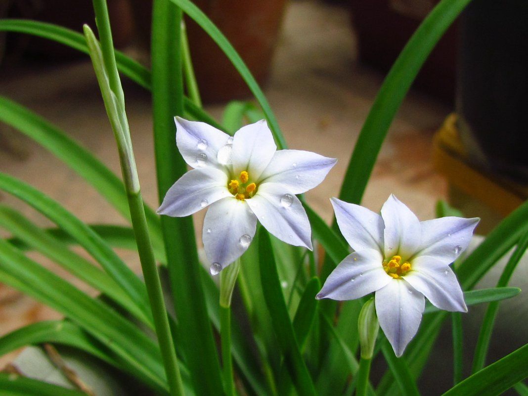 Ифейон одноцветковый (ipheion uniflorum)