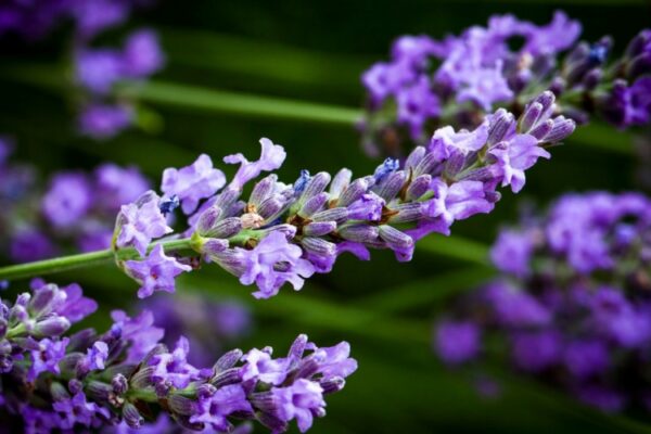 Lavanda