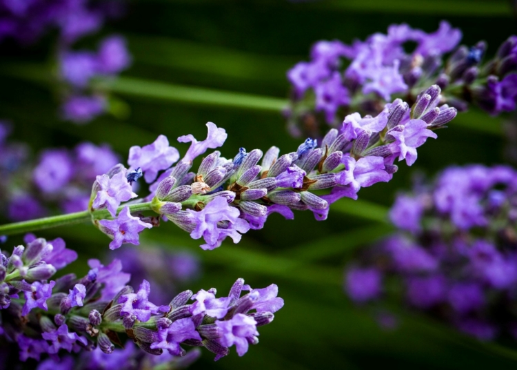 Lavanda