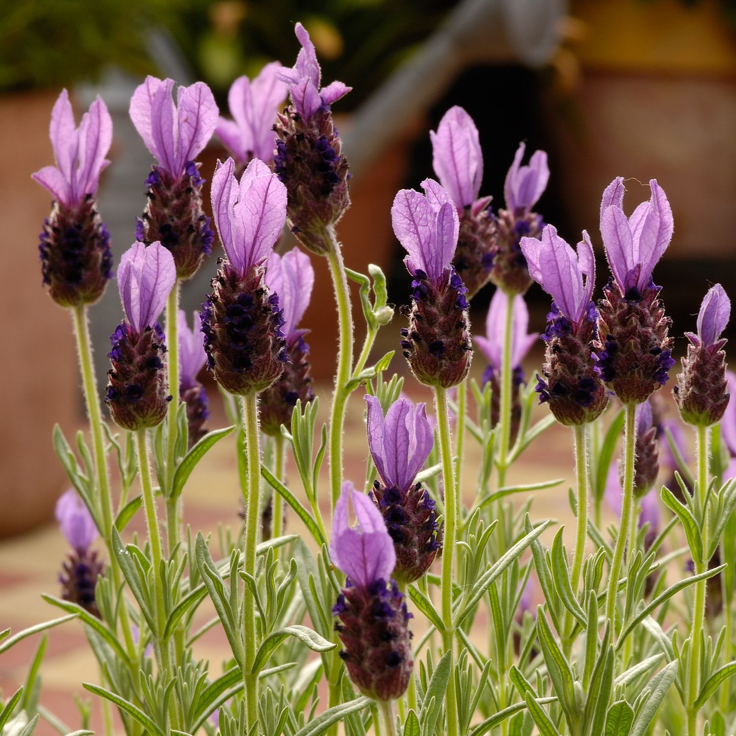 Лаванда французская (Lavandula stoechas)