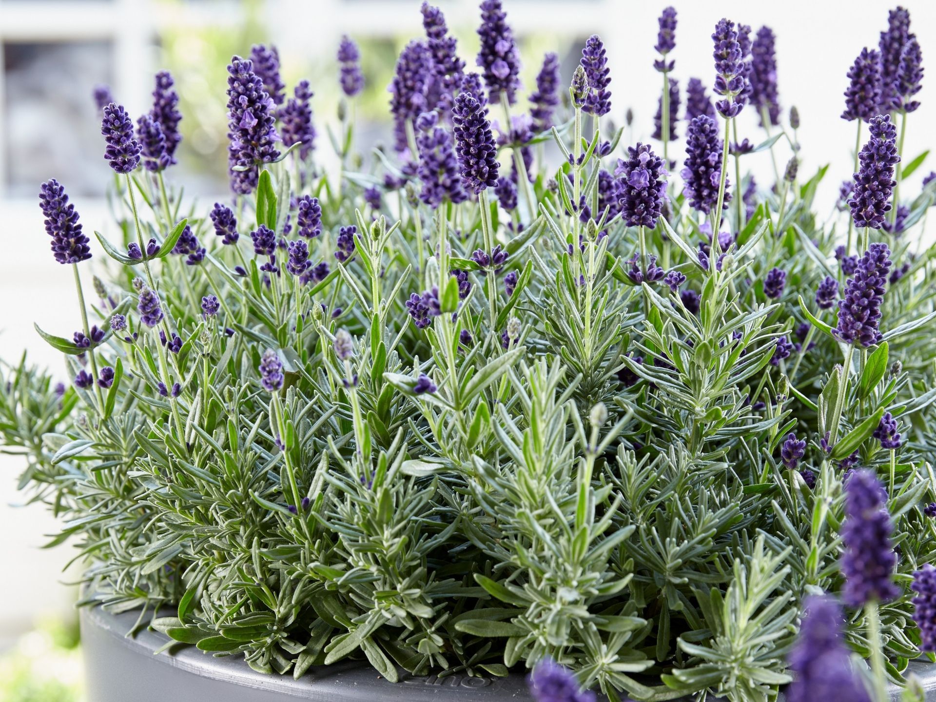 Лаванда узколистная (Lavandula angustifolia)