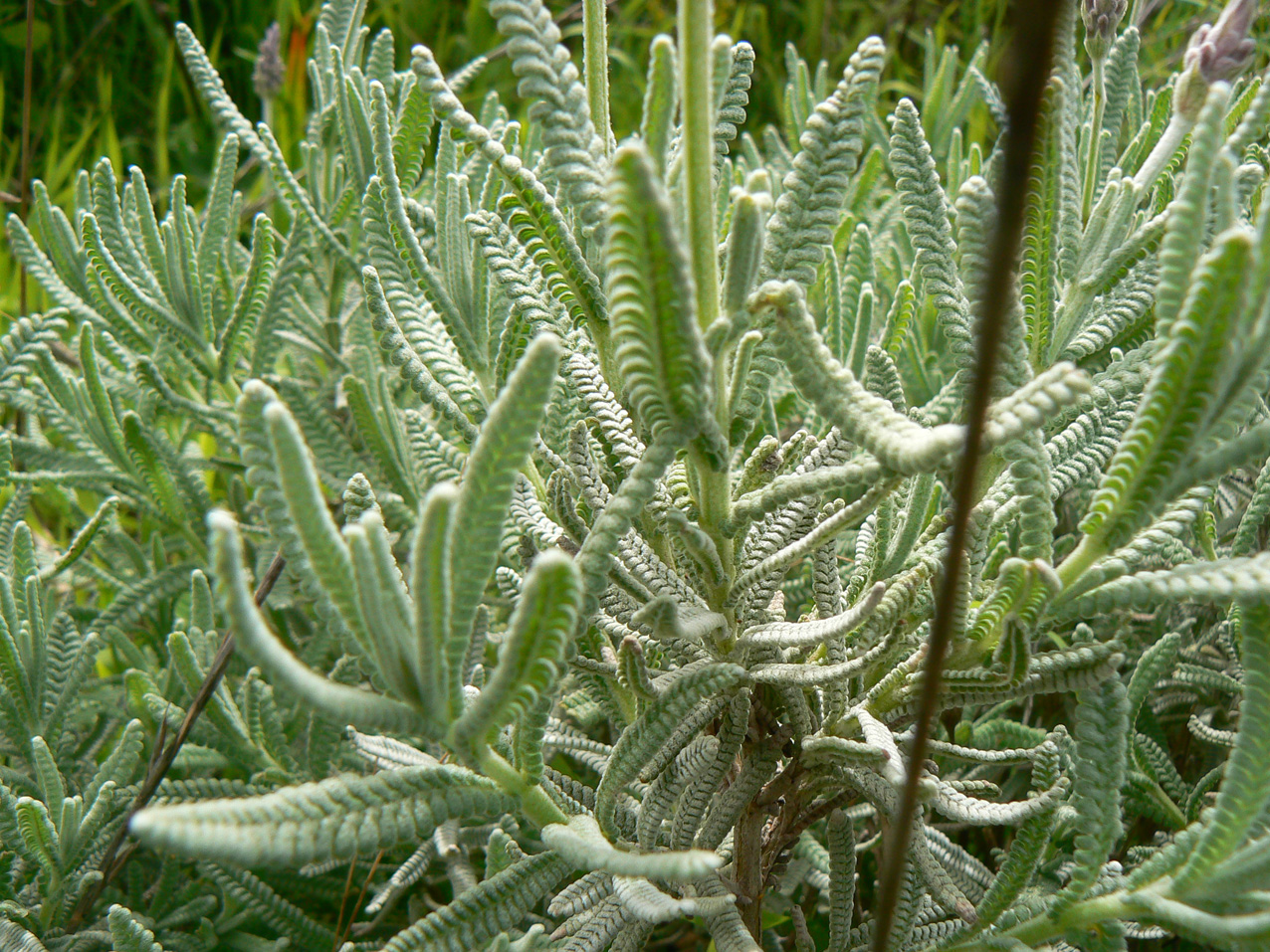 Лаванда зубчатая (Lavandula dentata)