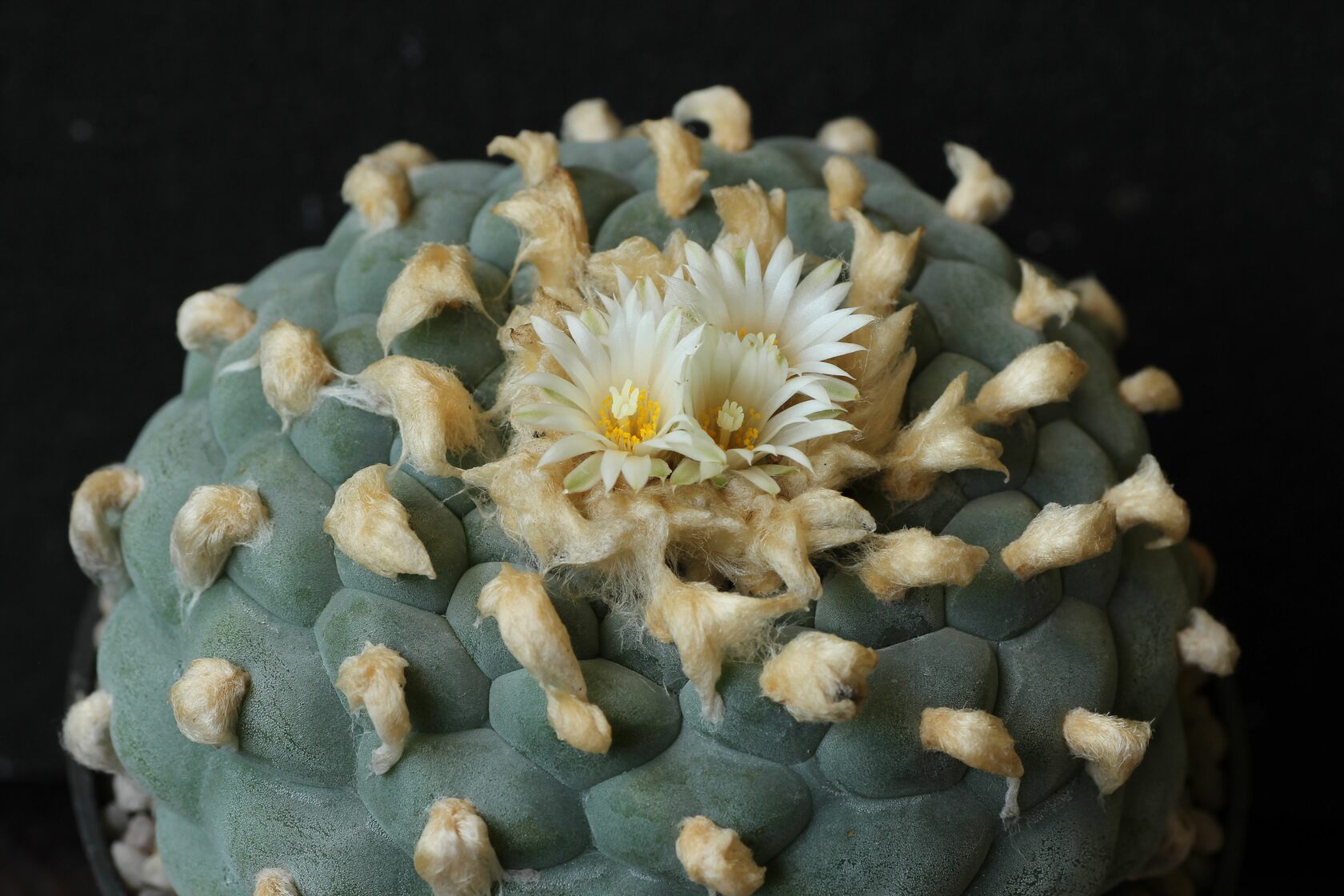 Лофофора Фрича (Lophophora Fricii)