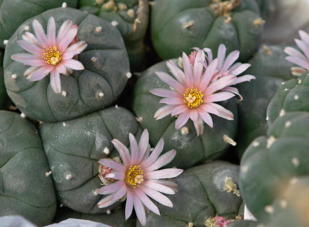 Лофофора Уильямса (Lophophora Williamsii)