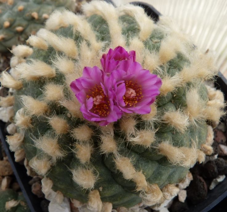 Лофофора Журдана (Lophophora Jourdaniana)